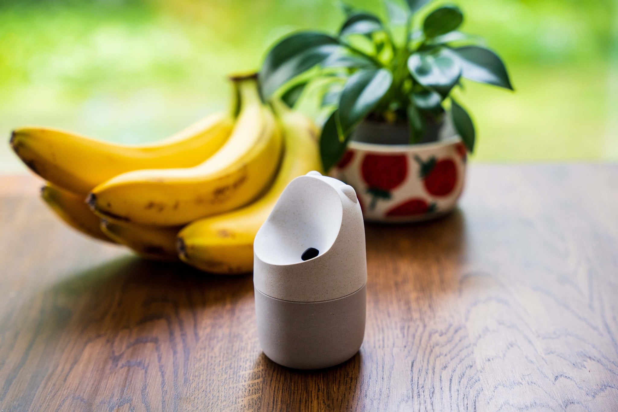 KONNA fruit fly trap on wooden table next to bananas and potted plant for home fruit fly control